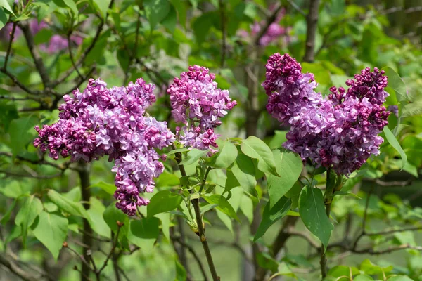 Awakening Garden Trees Flowers First Spring Flowers — Stock Photo, Image