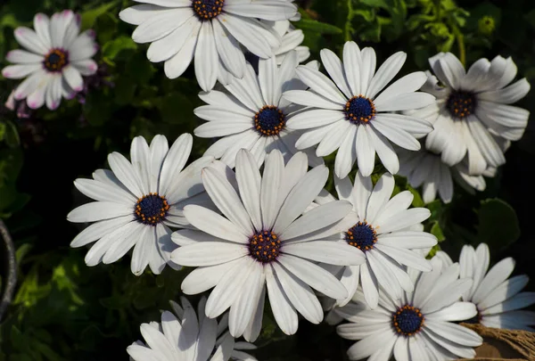 Réveil Des Arbres Jardin Des Fleurs Les Premières Fleurs Printemps — Photo