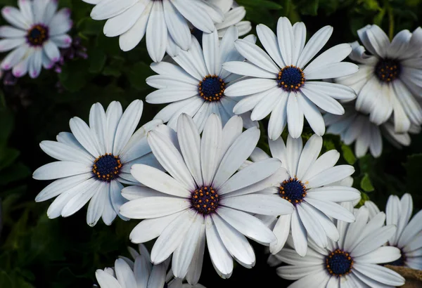 Réveil Des Arbres Jardin Des Fleurs Les Premières Fleurs Printemps — Photo