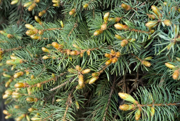 Erwachen Der Bäume Und Blumen Garten Die Ersten Frühlingsblumen lizenzfreie Stockfotos