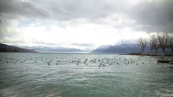 Patos salvajes flotando en el lago de Ginebra en el día de invierno, cielo nublado sobre los Alpes, naturaleza — Vídeo de stock