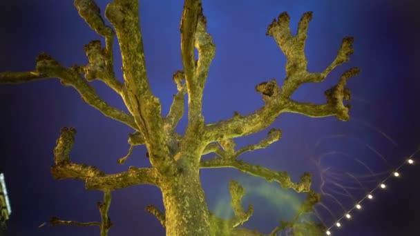 Sycamore plane tree against evening sky, illumination, festive mood, holidays — Stock Video