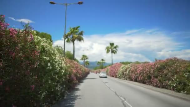 Rijbewijs oogpunt, auto rijden langs straat met palmen in resort stad — Stockvideo