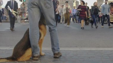 İtaatkâr köpek ile kalabalık içinde kira kontratı, telaşlı şehir hayatı, yavaş hareket üzerinde yürüyen adam