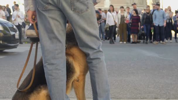 Человек с верной собакой на поводке ждет, чтобы перейти улицу, интенсивный городской трафик — стоковое видео