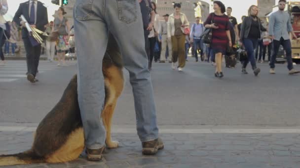 Человек гуляет в толпе с послушной собакой на поводке, суматошная городская жизнь, замедленная съемка — стоковое видео