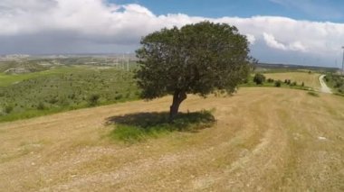 Büyük rüzgar çiftliği, doğa ile uyum içinde teknoloji yanında büyüyen yeşil ağaç