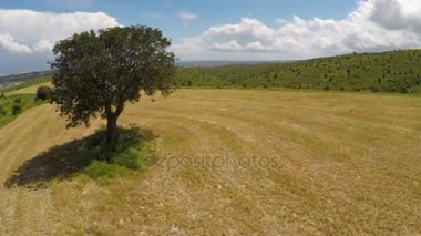 Hava inanılmaz tepelerin görünümünü kaplı yeşil ağaçlar ve çalılar, büyük Rüzgar Çiftliği