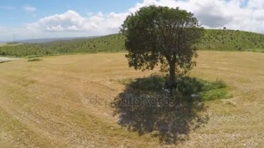 El değmemiş tek ağaç ve sonsuz yeşil manzara, gezegende doğa hukukun üstünlüğü