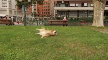 Vücudu sıcak güneş ışınları için açığa çimenlerin üzerinde haddeleme komik retriever köpek yavrusu