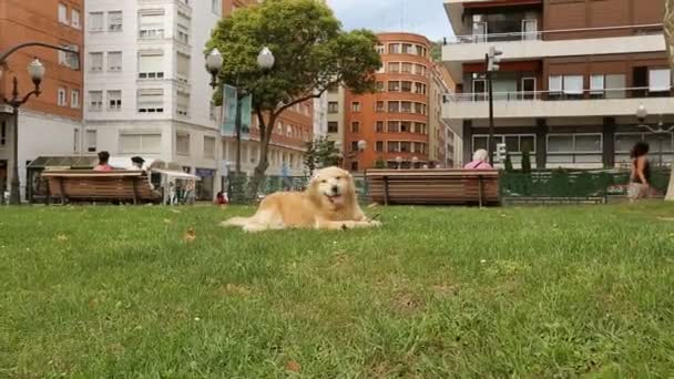 Feliz perrito descansando sobre hierba verde en el parque mordiendo palo y viendo a la gente — Vídeos de Stock