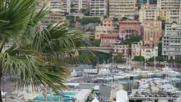 Uitzicht op de haven van Monaco met vele jachten achter de vertakking van de beslissingsstructuur van exotische palm — Stockvideo