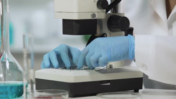 Ο ΘΗΛΥΚΟΣ ΓΙΑΤΡΟΣ βάζει τα δείγματα αίματος κάτω από μικροσκόπιο για ανάλυση, ιατρική εξέταση — Αρχείο Βίντεο