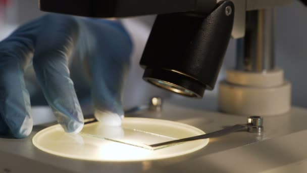 Labormitarbeiter nimmt beleuchtetes Probenobjekt unter dem Mikroskop genauer unter die Lupe — Stockvideo