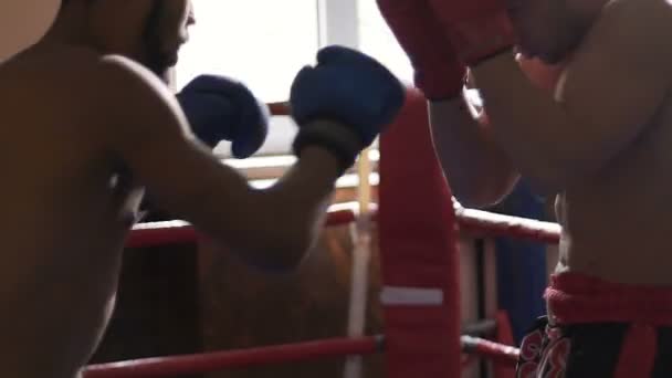 Multiétnico Muay Thai luchador golpeando oponente, saltando para el golpe de rodilla, deportes — Vídeo de stock