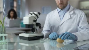 Patates, yeni çeşitlerin ıslahı laboratuvar deneyleri yapıyor Ziraat