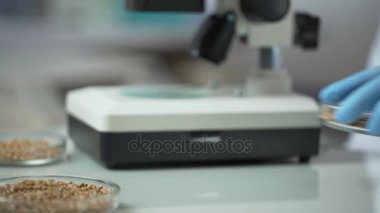 Laboratuvar uzman üreme çeşitleri, bitkileri büyüyen organik tahıl değiştirilmiş.