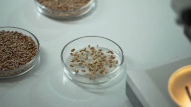 Hızlandırmak için asistan pestisitler için filizlenmişti taneler ekleme