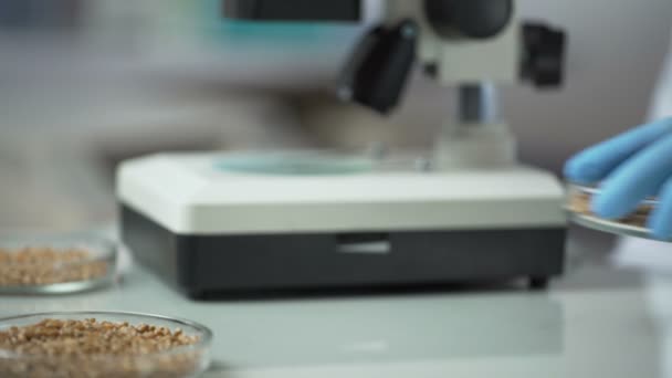 Esperti di laboratorio riproduttori di varietà modificate di colture, coltivazione biologica di cereali — Video Stock