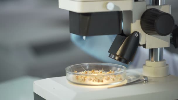 Εργαστήριο εργαζόμενος παρατήρηση στο μικροσκόπιο επίδραση της αυξητικής ορμόνης στην φυτρωμένων καλλιέργειες — Αρχείο Βίντεο
