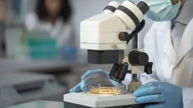 Dikkatle mikroskop altında genetik olarak okuyan işçi mikroplar tahıl modifiye