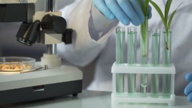 Hızlandırır çimlenme tahıl madde icat laboratuvar mühendisi