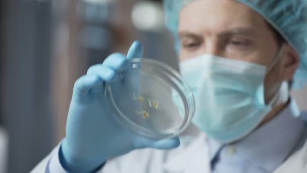 Experimenteel laboratorium expert controleren van genetisch gemodificeerde organismen, wetenschap — Stockvideo