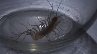 Kaygan cam kavanozdan, entomophobia tırmanmaya çalışırken korkunç Eklem bacaklılar böcek