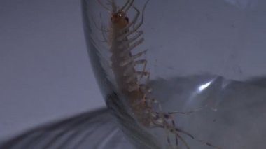 Agresif kırkayak vahşi dünyaya çıkmak ve enfekte insanlar çaresiz gibi davranarak