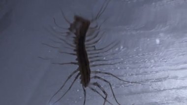 Hareket onun uzun ince bacakları, korkunç kabus uğursuz zehirli scolopendra
