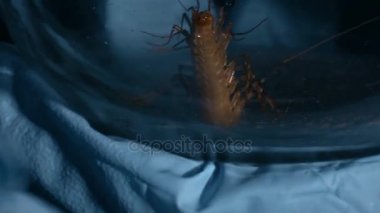 Gizli laboratuvar bilim cam ile zehirli scolopendra tutan eller