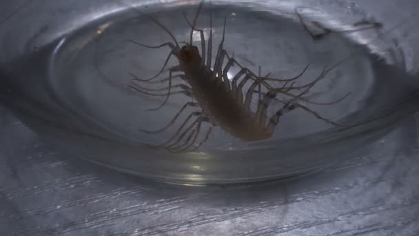 Scolopendra tratando de escapar del cautiverio de vidrio en laboratorio de investigación, entomología — Vídeo de stock