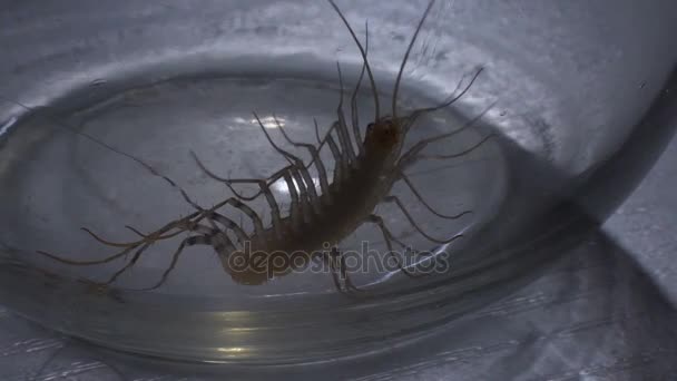 Scary arthropod insect attempting to climb out of slippy glass jar, entomophobia — Stock Video