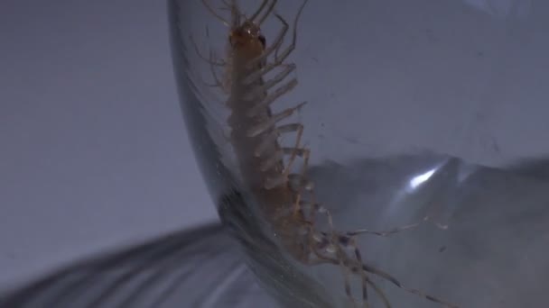 Aggressive centipede pretending helpless to get out into wild and infect humans — Stock Video