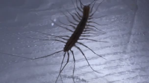 Ugly scolopendra moving inside glass jar, deadly insect wants to sting victim — Stock Video