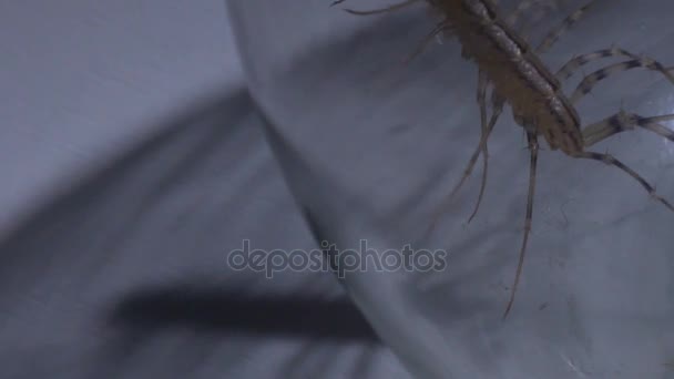 Insecto indefenso atrapado en cautiverio, scolopendra proyectando sombra aterradora — Vídeo de stock