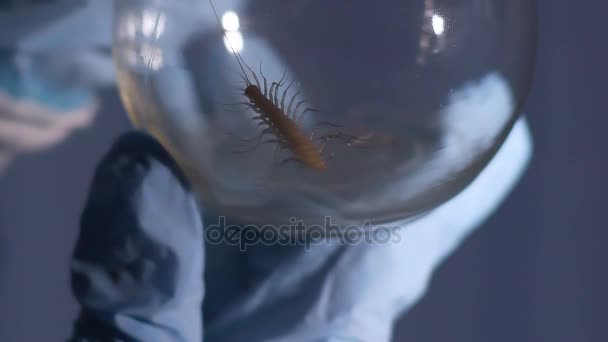 Científicos exploran la supervivencia de insectos infectados con guerra bacteriológica — Vídeo de stock