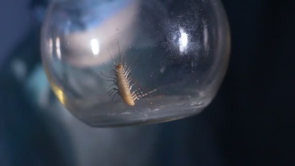 Arthropod crawling in glass tube, secret lab developing entomological warfare — Stock Video