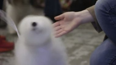 Kadın okşayarak Coton de Tulear köpekle aşk, master ile oynarken mutlu pet