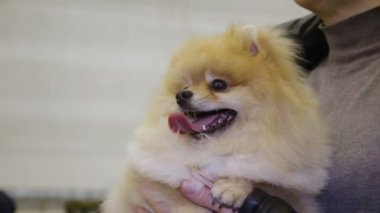 Sevgi dolu ana, Evcil hayvan ile güvenli hissediyorum komik Pomeranian spitz köpek