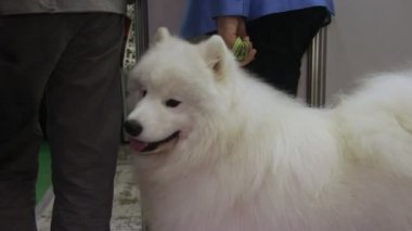 Master için üstünde kira kontratı, sevimli evcil hayvan sabırla bekleyen kabarık Samoyed köpek