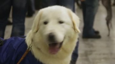 Etkin ve eğlenceli Labrador polis köpeği Eğitim Merkezi egzersiz için hazır