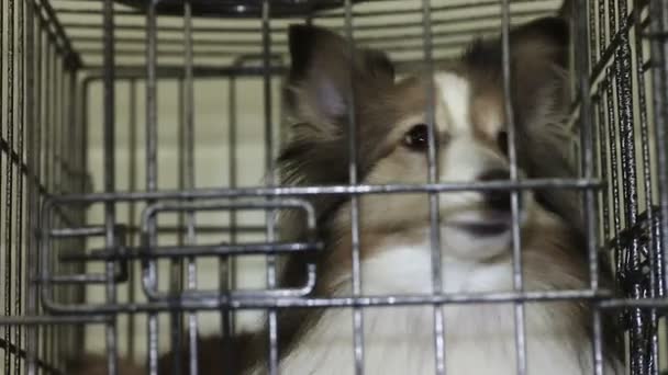 Aktivní a inteligentní pes šeltie čekání na obrátit k přijetí na petshelter — Stock video