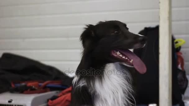 Energetic Border Collie perro ladrando a los transeúntes, custodiando la propiedad maestros — Vídeo de stock