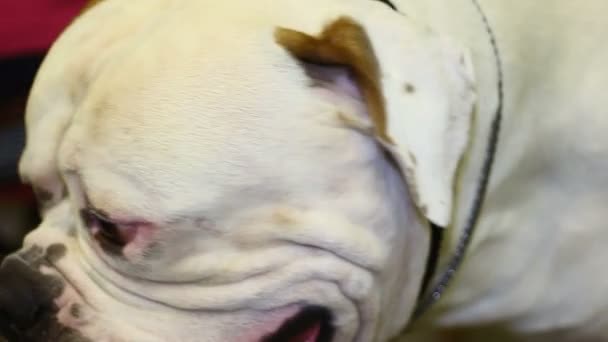 Yeni ana sevgi, tür kişi benimseyen köpek--dan sığınak ile şirin Bulldog sevişme — Stok video