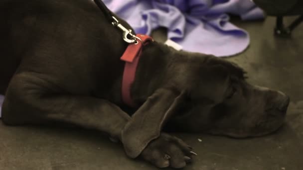 Triste Labrador tendido en el suelo, esperando su adopción en el refugio de animales, rescate de mascotas — Vídeos de Stock