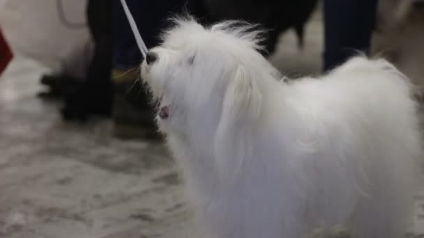 Cachorro fofo curioso bocejando e esperando por guloseimas do mestre em show de cães — Vídeo de Stock