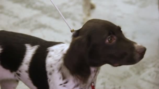 Obediente adorable cachorro español con correa en la exposición de perros, devoción animal doméstica — Vídeo de stock