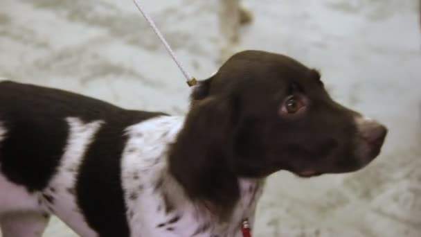 Obedient adorable chiot espagnol en laisse au salon canin, dévotion animale domestique 
