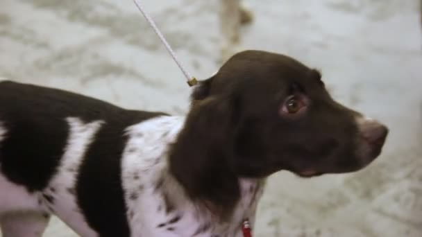 Gehoorzaam schattig Spaniel pup aan leiband op hond show, huisdier toewijding — Stockvideo